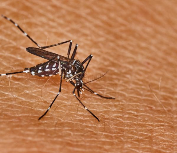 Ce que vous devez savoir pour vous protéger des moustiques tigres à la maison et au jardin
