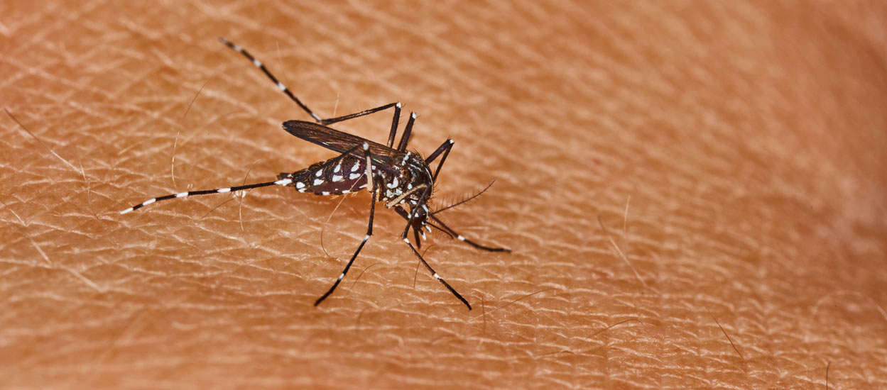 Ce que vous devez savoir pour vous protéger des moustiques tigres à la maison et au jardin