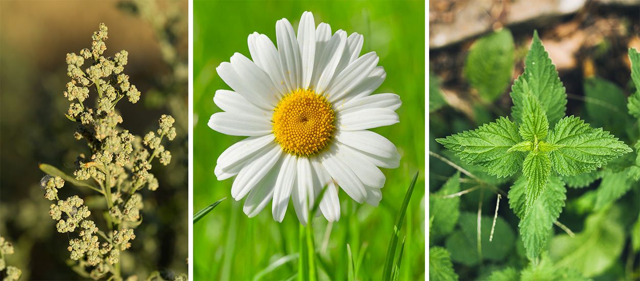 Quelles fleurs et plantes sauvages pouvez-vous manger dans votre jardin ?