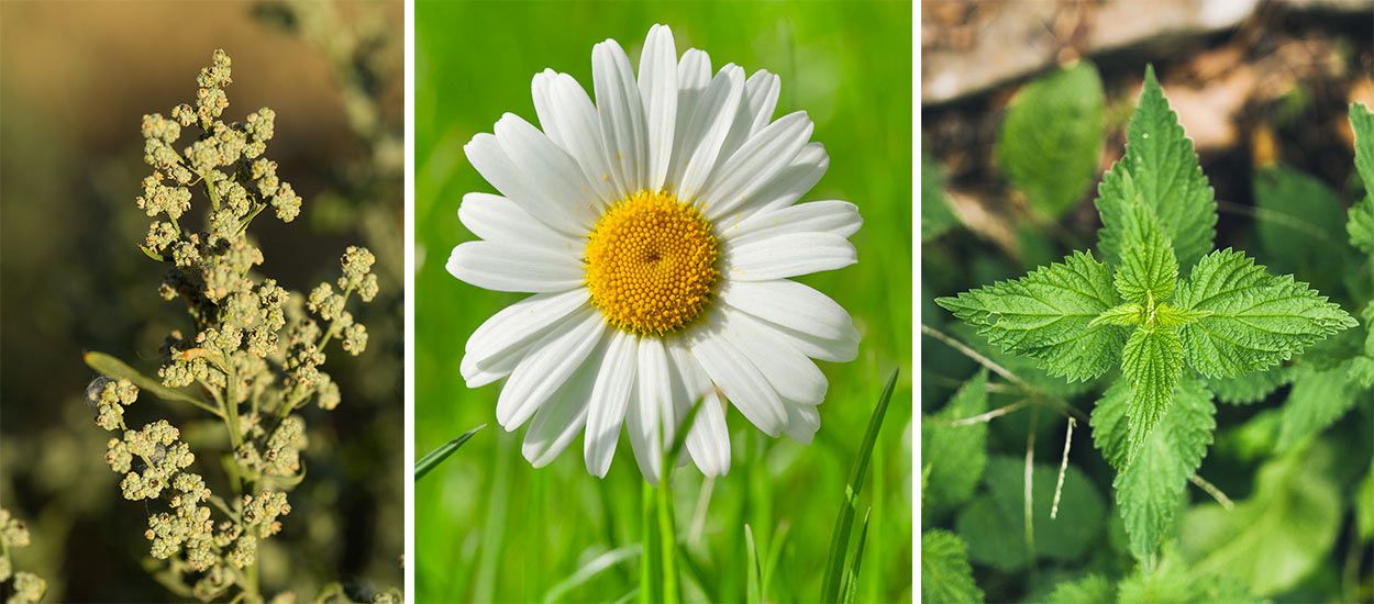 Plantes d'intérieur comestibles - Jardinier paresseux