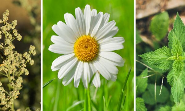 Quelles fleurs et plantes sauvages pouvez-vous manger dans votre jardin ?