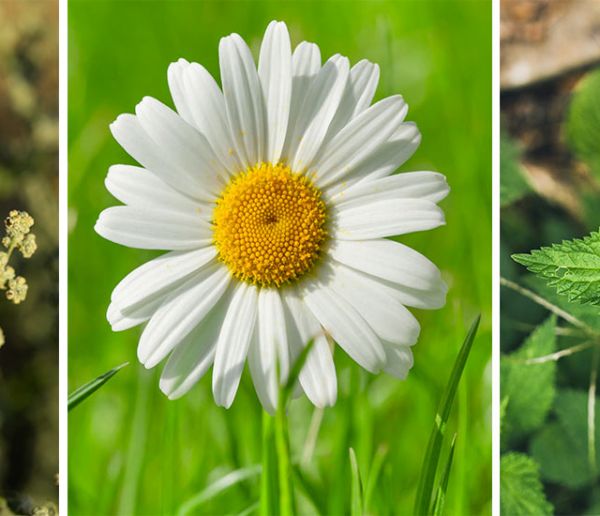 Plantes, Fleurs, Animaux