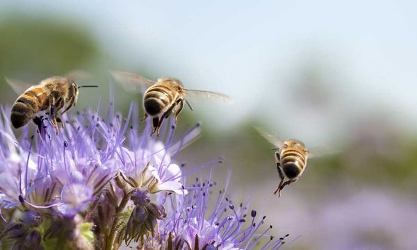 Fleurs et plantes aromatiques que vous pouvez planter pour nourrir et sauver les abeilles