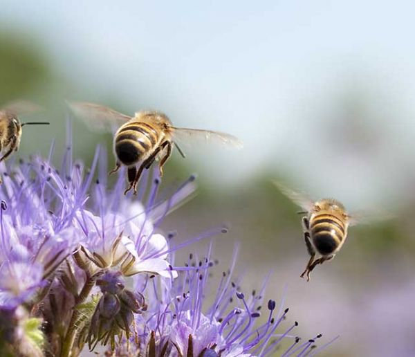 Fleurs et plantes aromatiques que vous pouvez planter pour nourrir et sauver les abeilles