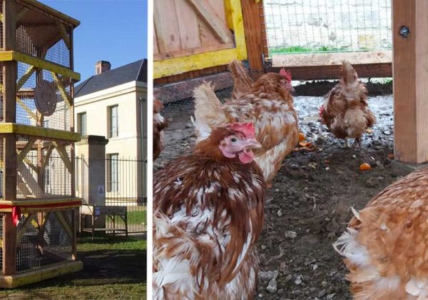 Un Poulailler Urbain Avec Des Poules Réformées Pour Recycler Les Déchets