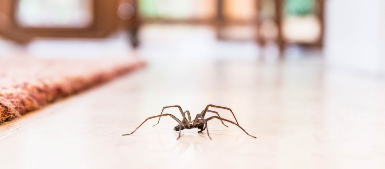 Les araignées sont utiles à la maison, si vous en voyez une, ne la tuez pas !