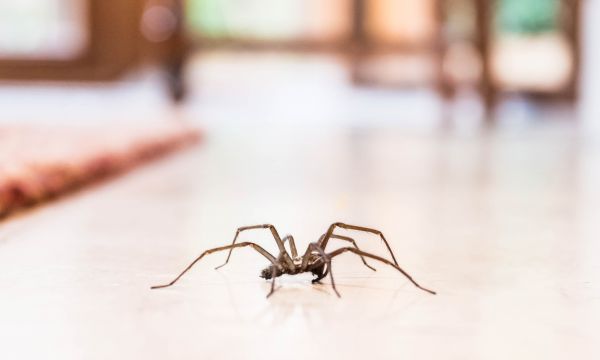 Les araignées sont utiles à la maison, si vous en voyez une, ne la tuez pas !