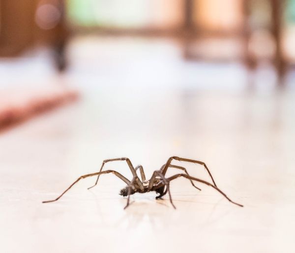 Les araignées sont utiles à la maison, si vous en voyez une, ne la tuez pas !