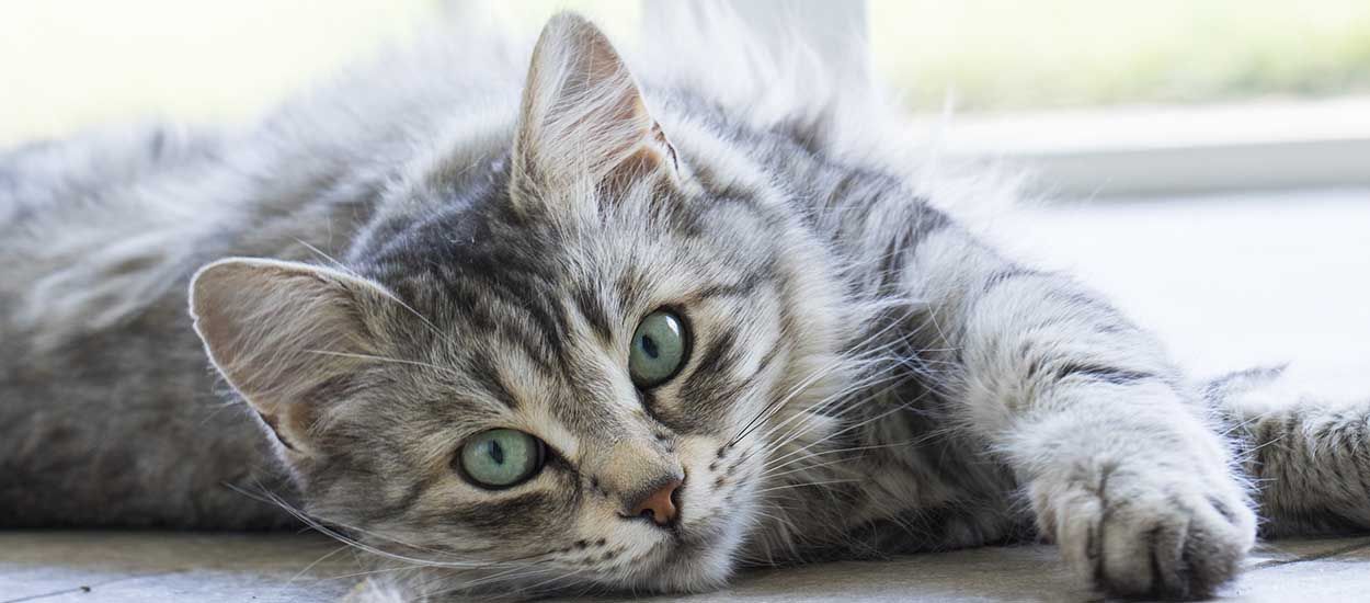 4 recettes écolos pour supprimer les odeurs de pipi de chat à la maison