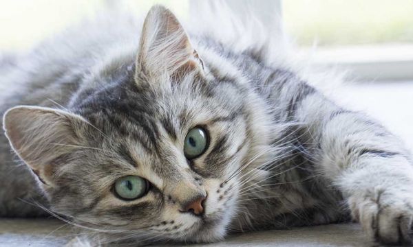 4 recettes écolos pour supprimer les odeurs de pipi de chat à la maison
