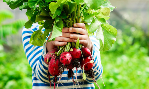 Calendrier du potager : que planter et semer au mois de juin ?