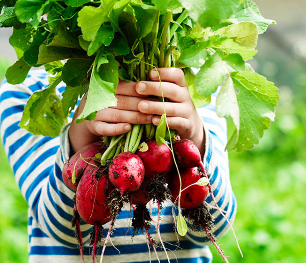 Calendrier du potager : que planter et semer au mois de juin ?