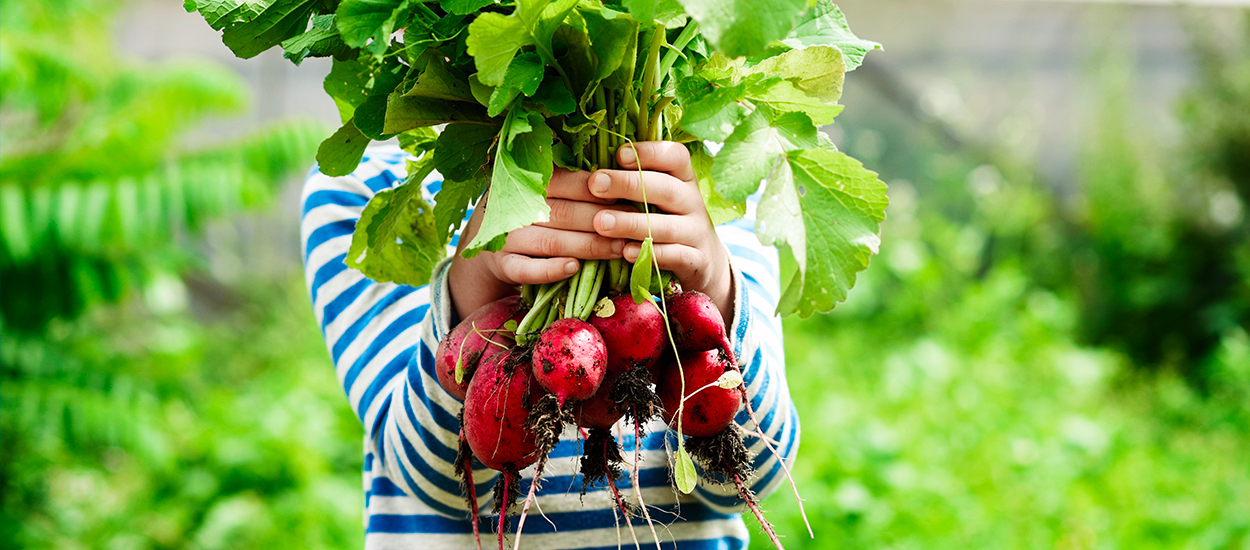 Calendrier du potager : que planter et semer au mois de juin ?