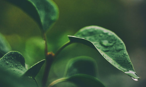 Que faire au jardin et au potager après la pluie ?