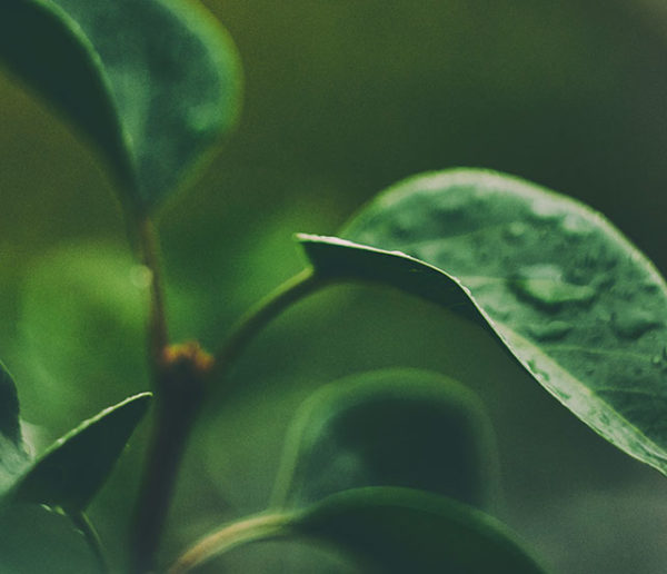 Que faire au jardin et au potager après la pluie ?