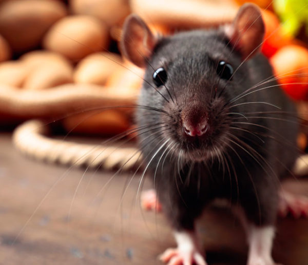 Rats, souris, mulots... Voici 8 méthodes pratiques et naturelles pour éloigner les rongeurs sans les tuer