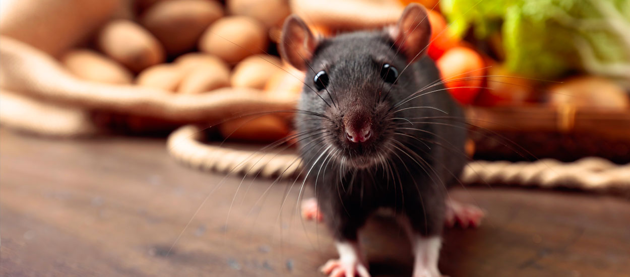 Rats, souris, mulots... Voici 8 méthodes pratiques et naturelles pour éloigner les rongeurs sans les tuer