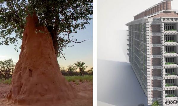 Cet immeuble s'inspire des prouesses des termites pour se passer de clim'