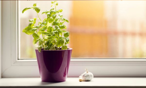 Les 5 commandements pour cultiver du basilic en pot (sans le tuer)