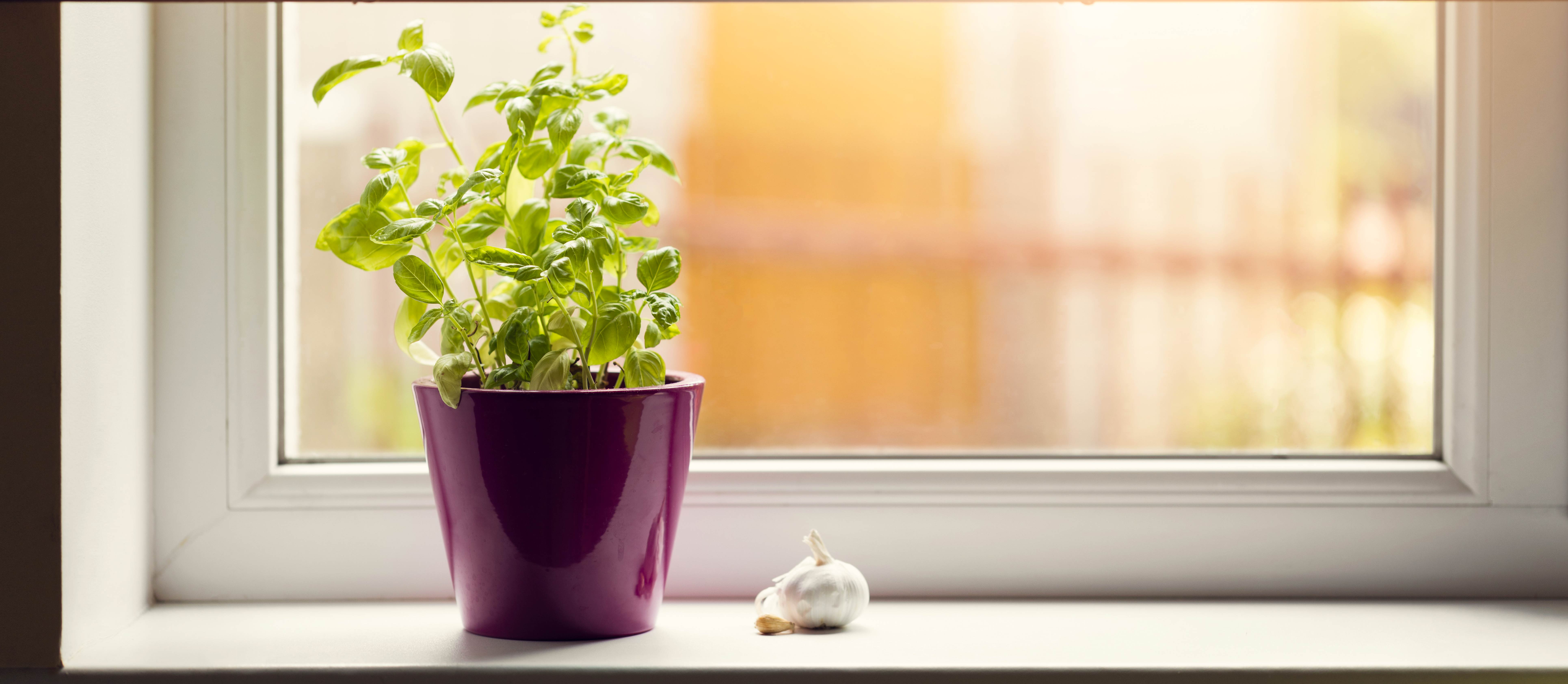 Quand et comment planter le basilic : pas à pas