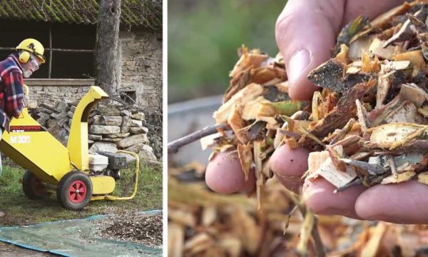 Découvrez le BRF, une alternative aux engrais chimiques, pour rendre votre jardin plus fertile