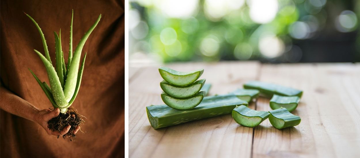 Comment cultiver et entretenir une aloe vera chez soi