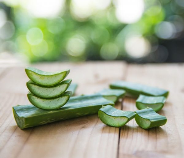 Comment cultiver et entretenir une aloe vera chez soi