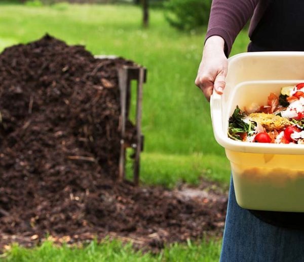 Potager et Permaculture