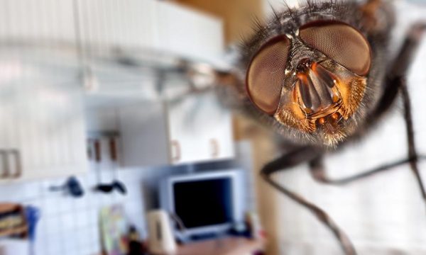 Comment se débarrasser des mouches dans sa maison de manière naturelle ?