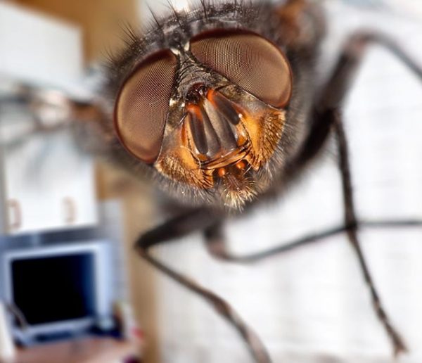 Comment se débarrasser des mouches dans sa maison : quelques astuces naturelles et écolos