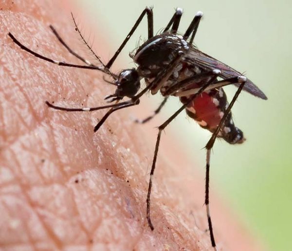 Insolite : Pour lutter contre les moustiques un maire les interdit dans sa commune