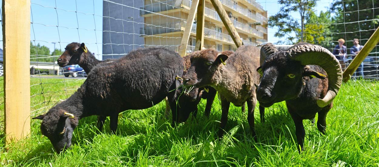 Est-ce une bonne idée d'utiliser des moutons pour tondre l'herbe de son jardin ?