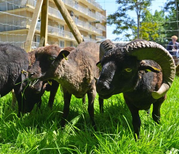 Est-ce une bonne idée d'utiliser des moutons pour tondre l'herbe de son jardin ?