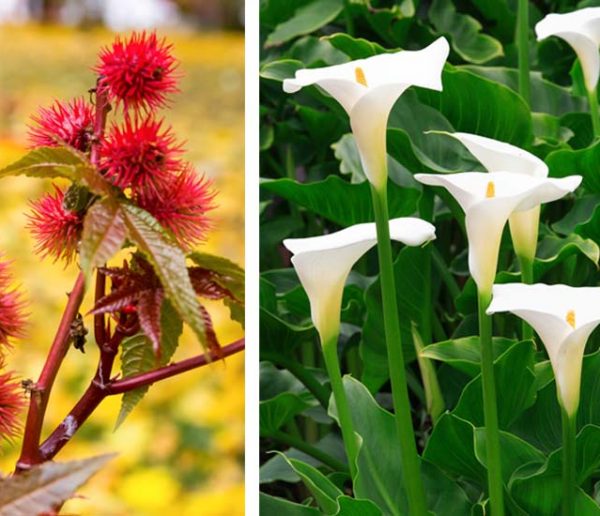 Attention à ces plantes toxiques mortelles qui se trouvent dans votre jardin