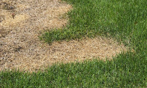 Que faire si votre pelouse est brûlée par le soleil ?