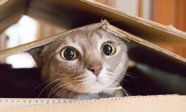 Comment déménager avec votre chat sans le stresser ?