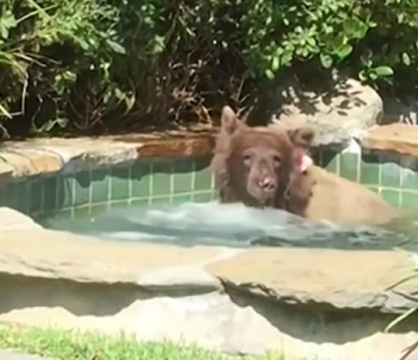 Insolite : Il se retrouve nez à nez avec un ours qui se prélasse dans son bain à remous