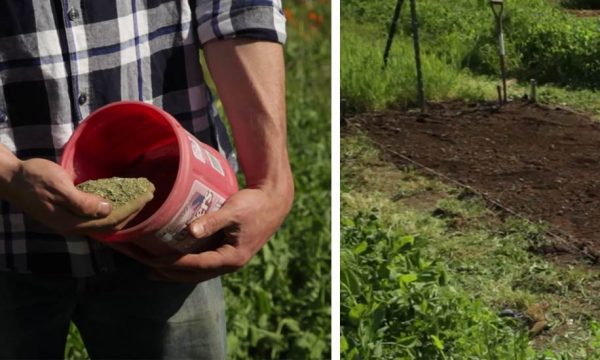 Voici comment utiliser votre compost dans votre jardin et amender vos plantations