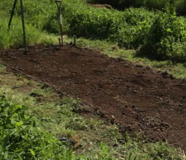 Potager et Permaculture