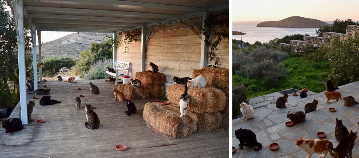 Garder 55 chats sur une île paradisiaque : postulez au job de vos rêves !