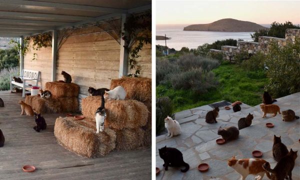 Garder 55 chats sur une île paradisiaque : postulez au job de vos rêves !