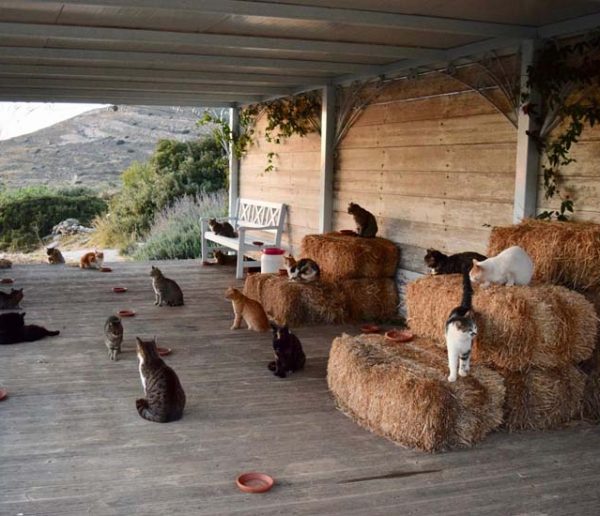 Garder 55 chats sur une île paradisiaque : postulez au job de vos rêves !