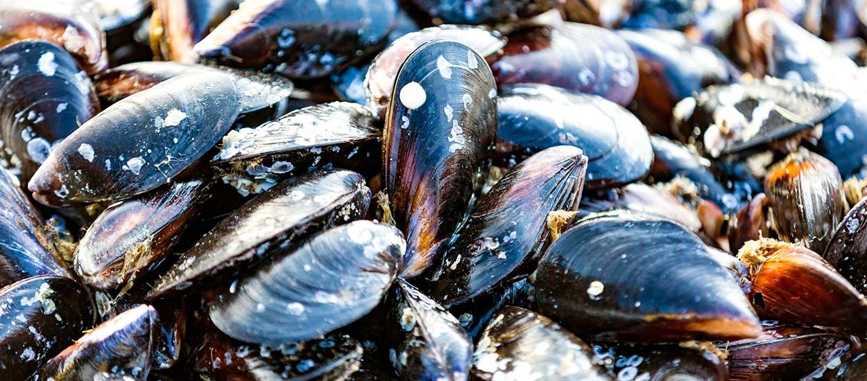 Les moules de la Braderie de Lille seront recyclées en carrelage !