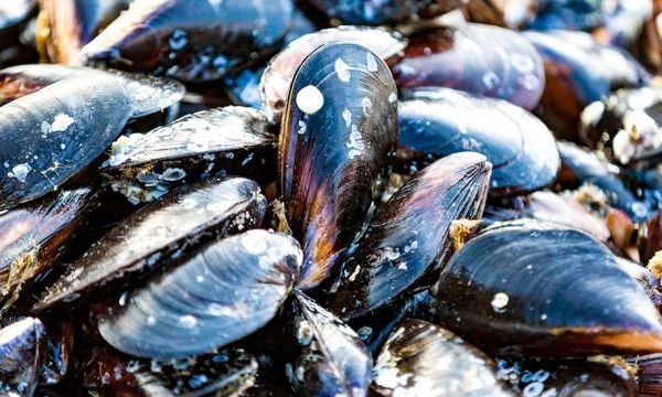 Les moules de la Braderie de Lille seront recyclées en carrelage !