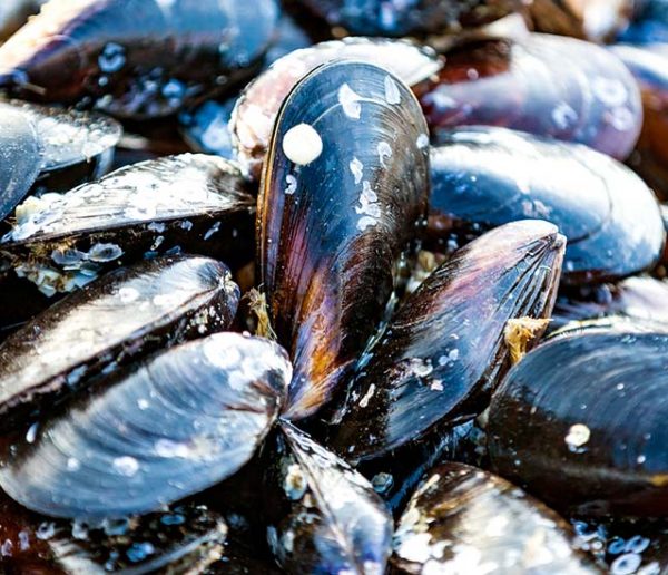 Les moules de la Braderie de Lille seront recyclées en carrelage !