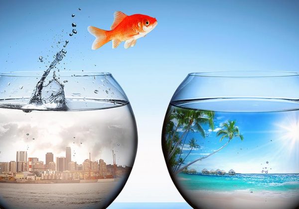 Comment Choisir Un Bocal De Poisson Adopter Un Poisson 18h39 Fr Comment Choisir Un Bocal De Poisson Adopter Un Poisson 18h39 Fr