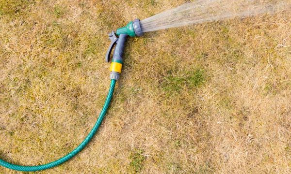 Comment soigner son jardin après un épisode de canicule ?