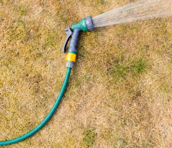 Comment soigner son jardin après un épisode de canicule ?