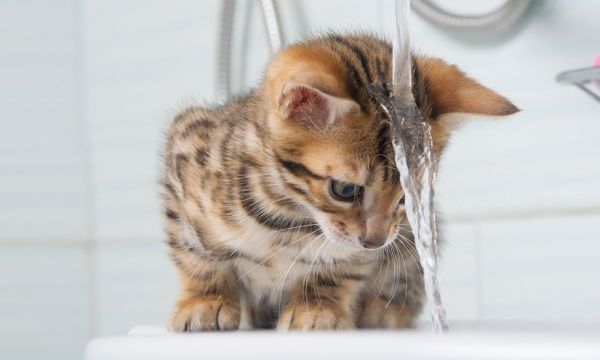 Faut-il se doucher le matin ou le soir ? Les arguments scientifiques pour trancher !