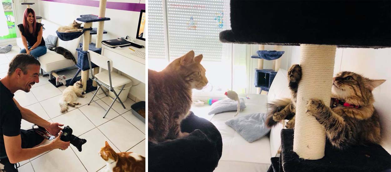 Ce couple a changé de vie et transformé son appartement en pension pour chats
